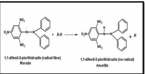FIGURA Nº 16: Estructura del DPPH antes y después de la  reacción con el Antioxidante (Alam et al., 2012)