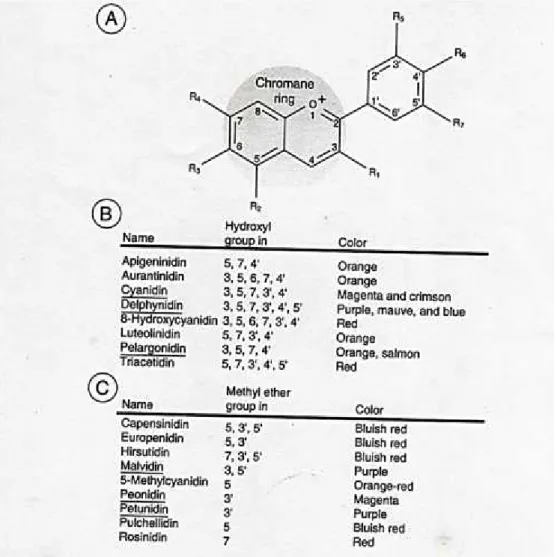 FIGURA 08. Estructura básica pigmentos de la antocinidina. (Delgado-Vargas y Paredes-López, 2002)