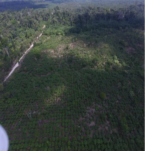 Foto 1: Imagen panorámica, vista desde más de 50 metros de altura. 