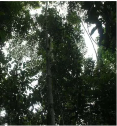 Foto Nº 3: Aspidosperma schultesii 