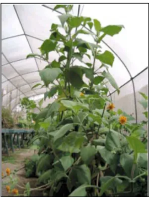 Figura N° 1. Smallanthus sonchifolius  41 
