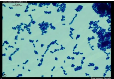 Figura N° 6. Enterococcus faecalis  Tinción de Gram. Microscopía óptica. 1000  aumentos