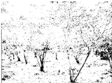 Figura 01:  Arbustos de Camu camu 