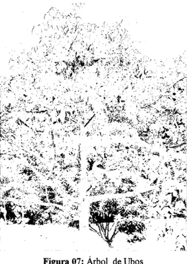 Figura 07:  Árbol  de Ubos 