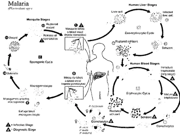 Figura 10:  Ciclo biológico del Plasmodium  72 