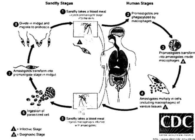 Figura 15: Ciclo biológico del género  Leishmania 