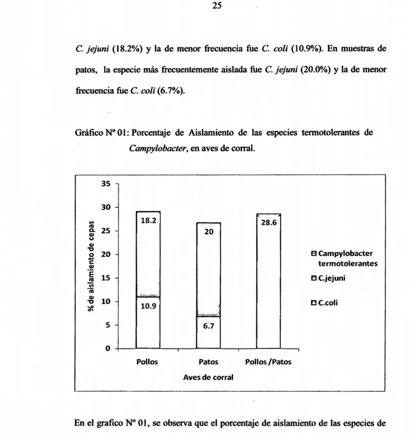 Gráfico N° 01: Porcentaje de Aislamiento de las especies termotolerantes de  Campylobacter, en aves de corral