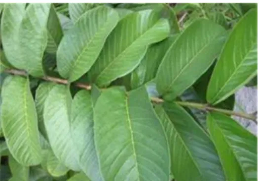 Figura N° 02: Hojas Psidium guajava L. 