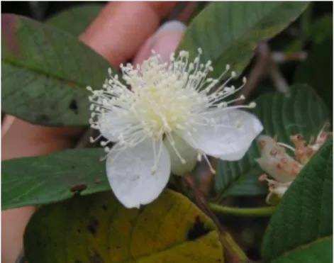 Figura N° 4: Flor Psidium guajava L. 