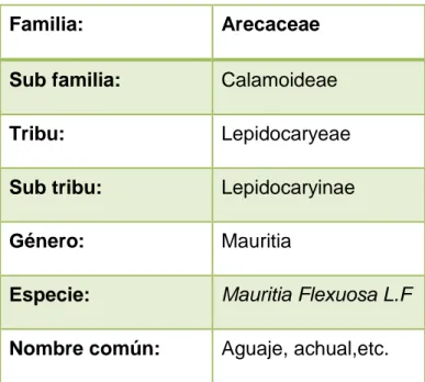 Cuadro Nº2:Del Cañizo (2002) indica la siguiente clasificación botánica: 