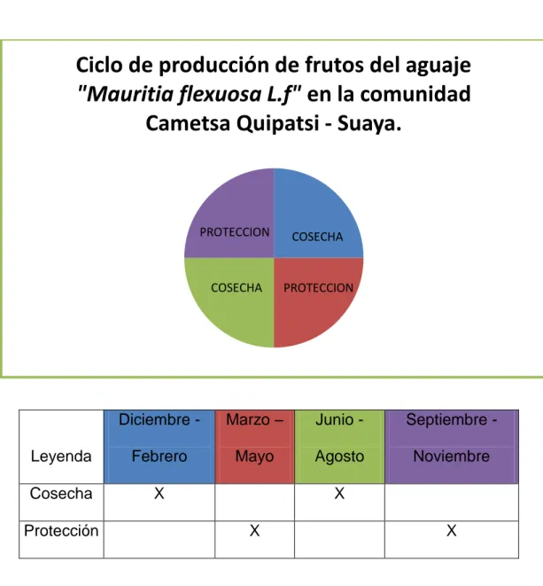 Figura Nº5: Representación del ciclo de aprovechamiento natural anual de frutas  del  aguaje  en  la  comunidad  CametsaQuipatsi  –  Suaya,  ya  que  se  busca  una  producción  de  manera  eficiente  y  controlada,  buscando  minimizar los costos y aplica