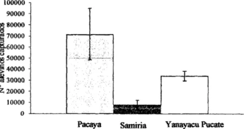 Figura  04.  Alevinos  de  arahuana  aprovechados  por  los  grupos  de  manejo  que  participaron en la gestión de la RNPS,  1994 - 2005
