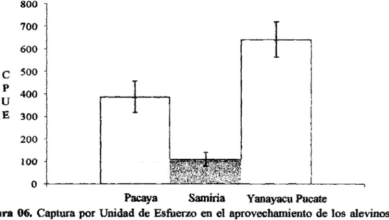 Figura 06.  Captura por Unidad de Esfuerzo en el aprovechamiento de los alevinos  de  arahuana en la RNPS entre los años  1994 - 2005