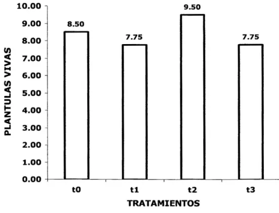 FIG. 03:  Número de plántulas sobrevivientes al repique del  Lepidocaryum sp. por tratamiento