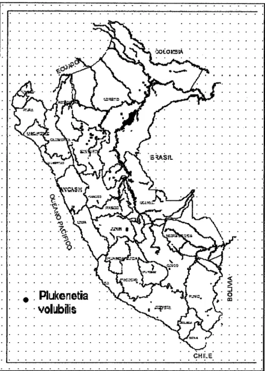 Figura  2: Distribución geográfica del sacha inchi  Plukenetia voluhilis  L. en la selva  alta  y  baja de la Amazonía peruana