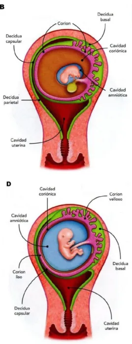 Figura 06. Esquema del desarrollo de los anexos  embrionarios  (IV):  A.  Semana  5  del  desarrollo  embrionario