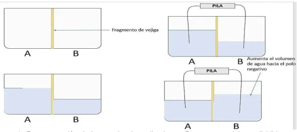 Figura  3:  Representación  de  la  experiencia  realizada  por  Porret  con  recipiente  dividido  por  dos compartimientos