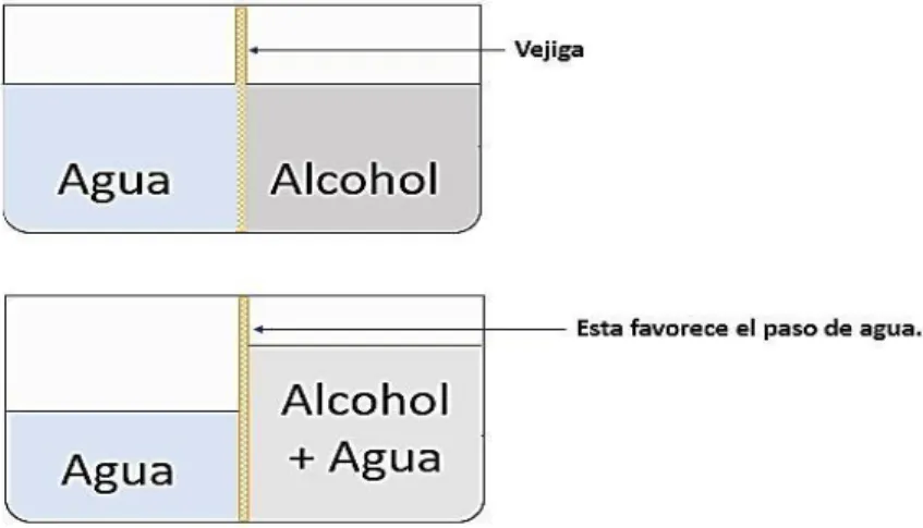 Figura  4:  Representación  del  experimento  realizado  por  Sömmering  con  una  mezcla  de  alcohol y agua separado por una vejiga
