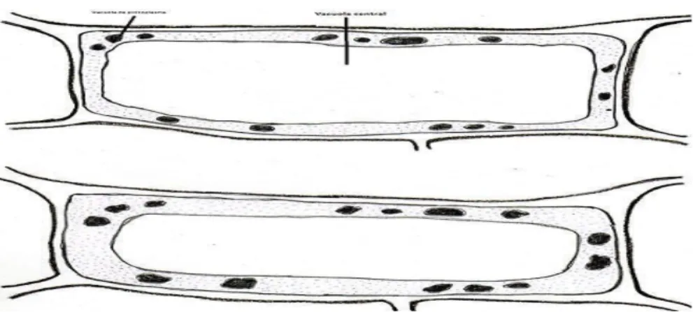 Figura  11:  Esquema  de  una  célula  vegetal  desde  el  punto  de  vista  osmótico  a)  Normal  b)  estado de plasmólisis
