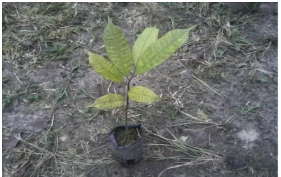 Figura 1: Plántula de Brosimum utile “chingonga”. 