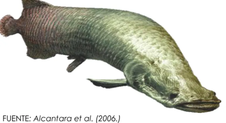 FIGURA N°01: Arapaima gigas (Paiche). 