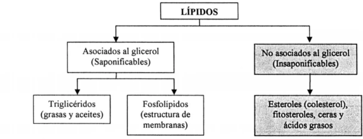 Figura 8: Diferentes tipos de lípidos y sus derivados 