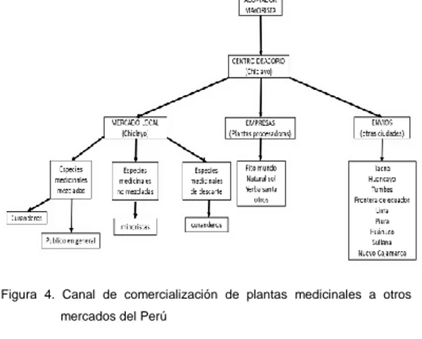 Figura  4.  Canal  de  comercialización  de  plantas  medicinales  a  otros  mercados del Perú 