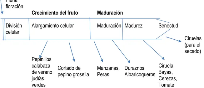 Figura 4. Relación de la madurez hortícola con el desarrollo fisiológico y la maduración  de distintos frutos