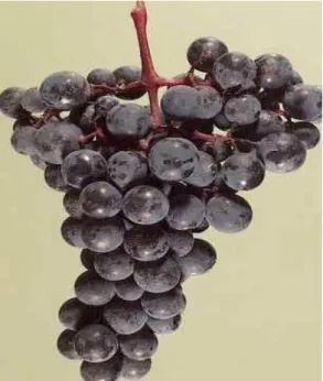 Figura 2.Racimo de uva Alicante Barbera  