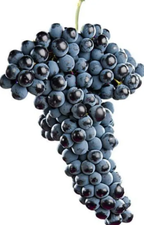 Figura 3.Racimo de uva variedad Barbera    