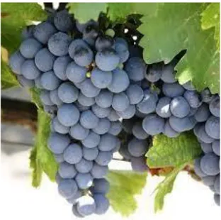 Figura 5.Racimos de uva variedad Cabernet Suvignon  Grenache  