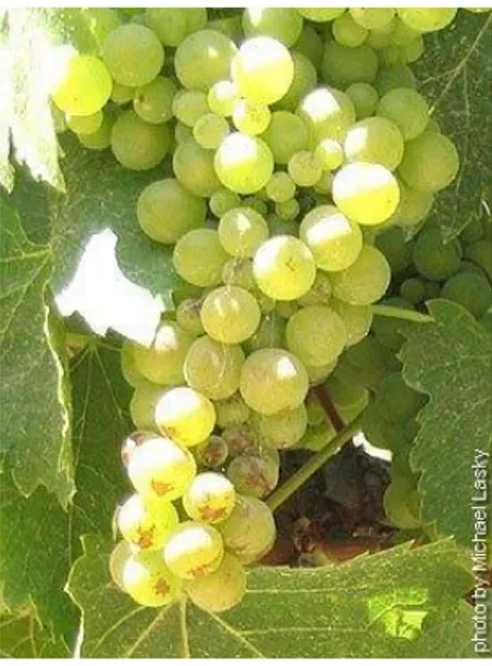 Figura 11.Racimo de uva variedad Viognier  Moscatel de Alejandría  