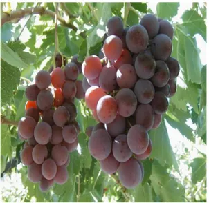 Figura 16.Racimos de uva variedad Italia 