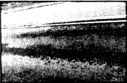Figura 4.  Exudación, se evidencia a través de una película de asfalto que se  extienden sobre la superficie de la pista