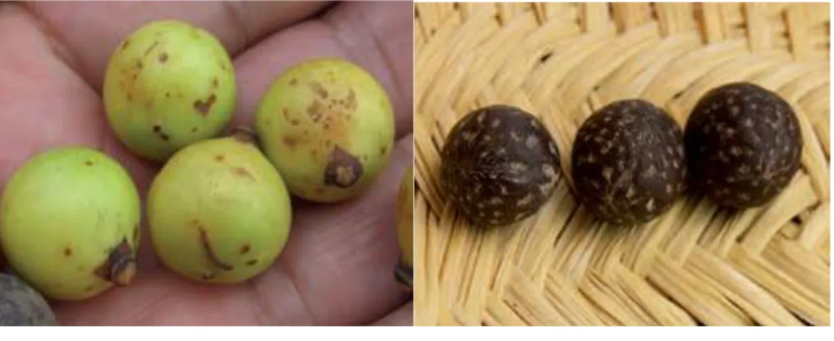Fig. 08: Fruto y Semilla de Aiphanes horrida (Jacq.) Burret 