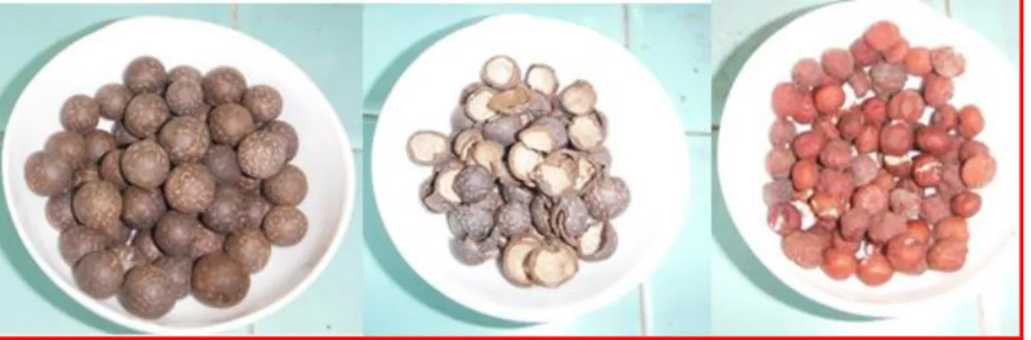 Fig. 09: Cascara y almendra de semilla del fruto de Aiphanes horrida. 
