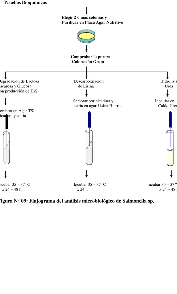 Figura N° 09: Flujograma del análisis microbiológico de Salmonella sp. 