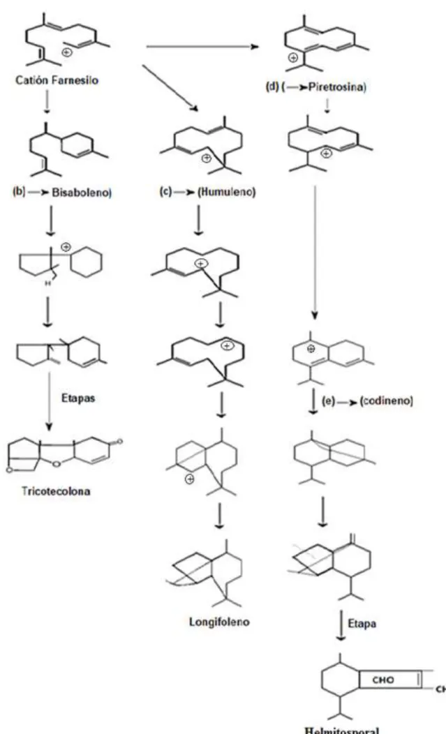 Figura 5.- Cíclicos biogenética en la serie de los sesquiterpenos.  