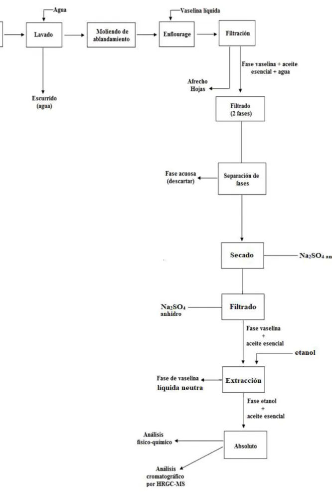 Fig.  8.-  Flow  Sheet  de  bloque  del  proceso  de  obtención  de  la  esencia  absoluto  de  Aristoloquia sylvatica