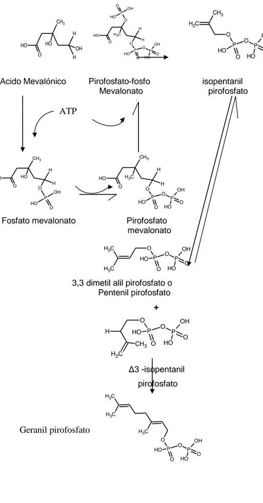 Fig 4 .- Fosforilación sucesiva del ácido mevalónico                                     OH CH 3 HH OHOHO      OH H HCH3OPOOOH O P O OHOHPOOOHOH             PO OOH O P O OHOHCH2CH3