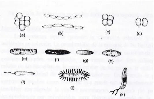 Fig. 1.4. Morfología de las bacterias: a) Stapyilococos. B) Streptococos 