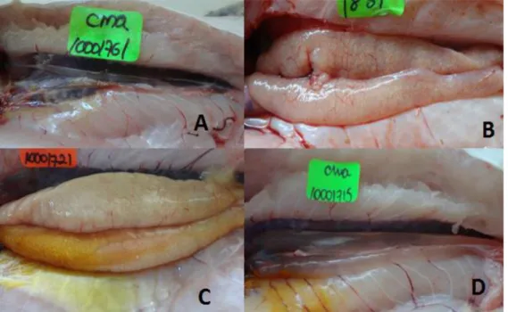Tabla  1. Desarrollo  gonadal  en hembras  de  Calophysus  macropterus  A)  hembra  inmadura, B) hembra en maduración, C) hembra madura; D) hembra en descanso 