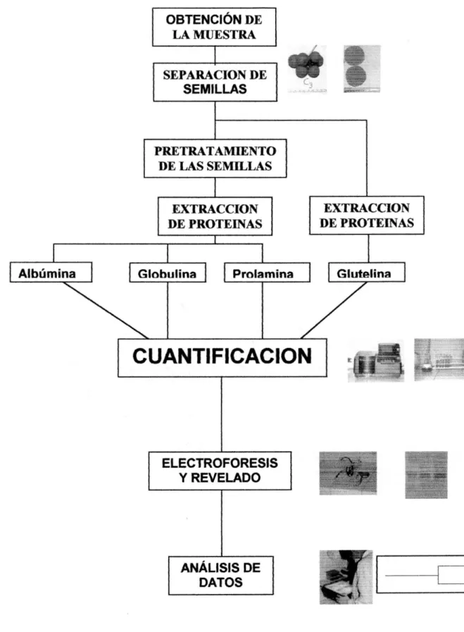 Figura N° 01: Proceso Metodológico para el análisis de Proteínas de  Reserva de las Variedades 2 y 3 de Solanum sessilifionjm (Dunal) 