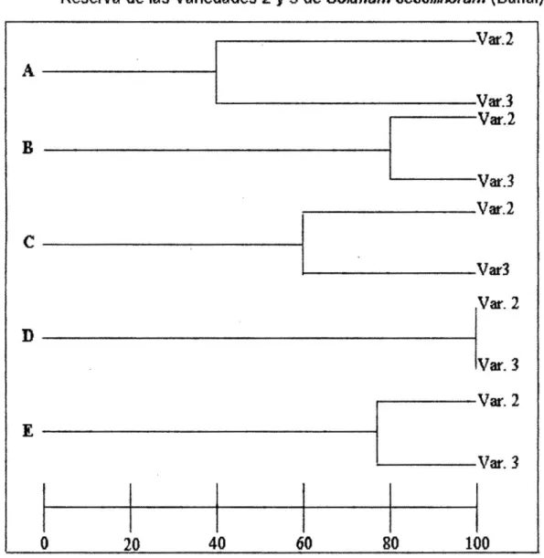 Figura N° 06:Dendograma de Simüaridad Genética ai nivel de Proteínas de  Reserva de las Variedades 2 y 3 de Solanum sessiíffbrum (Dunal) 