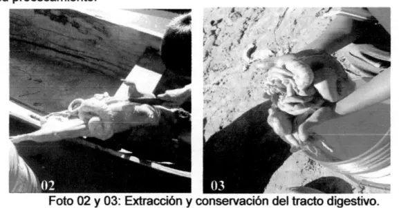 Foto 02 y 03: Extracción y conservación del tracto digestivo. 