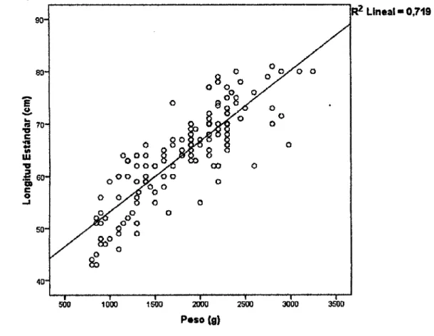 Figura  4.  Grado de asociación  entre la longitud estándar (cm)  y  el  peso  (g)  de  arahuana,  Osteoglossum  bicirrhosum,  en  la  cocha  Lago  Grande,  año 