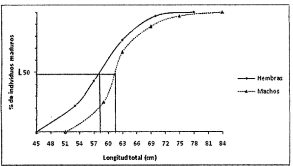 Figura  S.  Longitud de primera maduración sexual establecida para la población  de  arahuana,  Osteoglossum  bicirrhosum,  en  la  cocha  Lago  Grande  en  base a la longitud total, afio 2012 