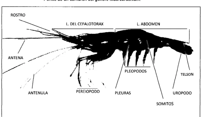 Figura  5,  característica  morfológicas externas de  M.  amazonicum,  tomado de Cervigón  et al  (1992)
