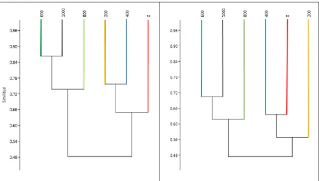 Figura 11. Dendrograma del índice de similitud de Jaccard (izquierda) y Morisita (derecha) de  los puntos de conteo evaluados entre un bosque sobre arcilla y un varillal seco en  la EBJAA