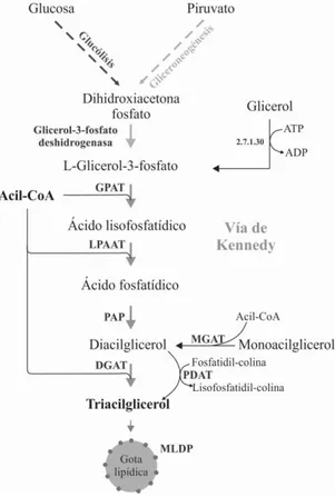 Figure  6.  Vías  metabólicas  involucradas  en  la  biosíntesis  de  triglicéridos  reconstruídas  en  base  al  ensamblado  y  anotación  de  los  unigenes  de  las  microalgas  Ankistrodesmus  sp.,  Chlorella  sp